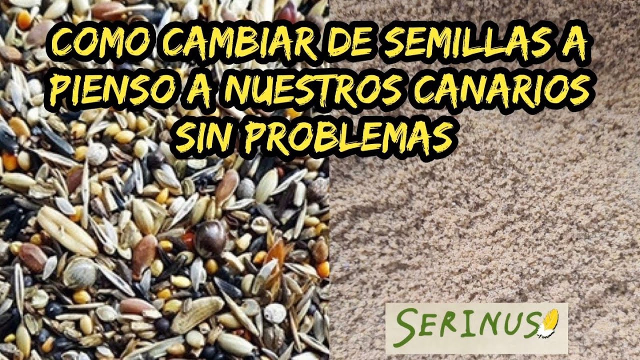 Como cambiar de Semillas a Pienso sin complicaciones 🧐.