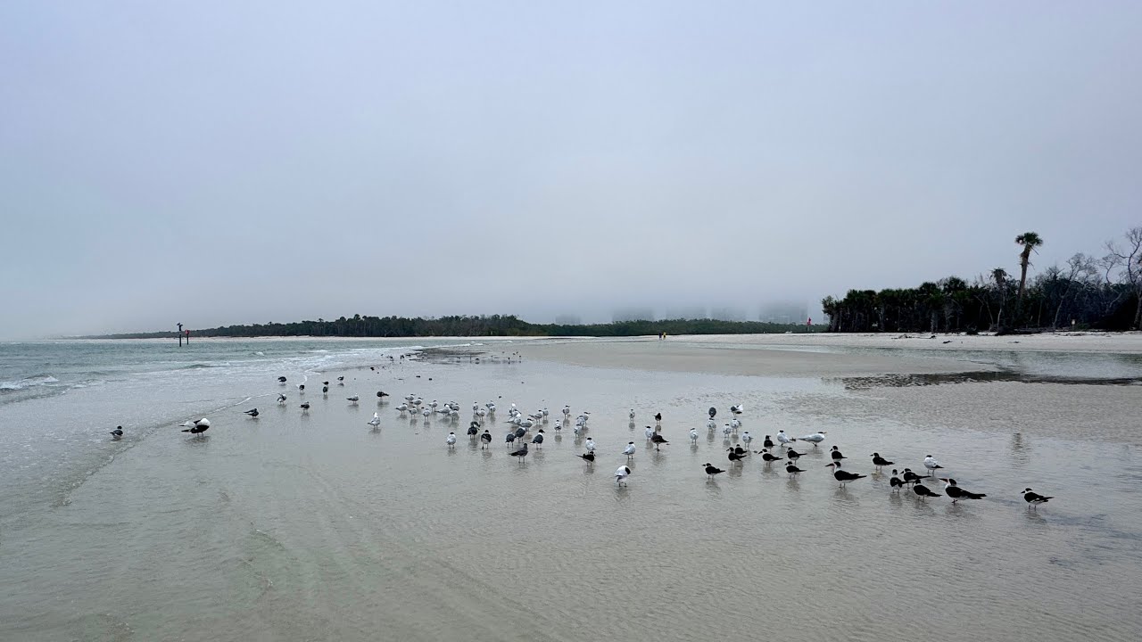 Robb’s Foggy Sunday Morning Beach Walk at Delnor-Wiggins in North Naples, Florida | March 1, 2026