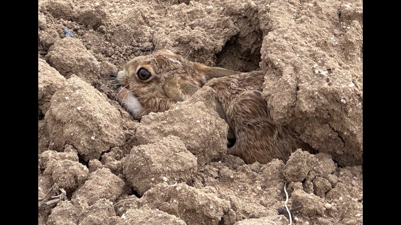 GREYHOUND VS HARE