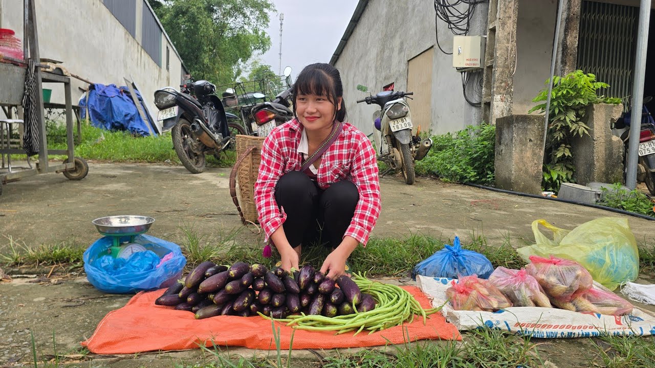 Harvest eggplants to sell at the market | Tiểu Liễu-17 year old