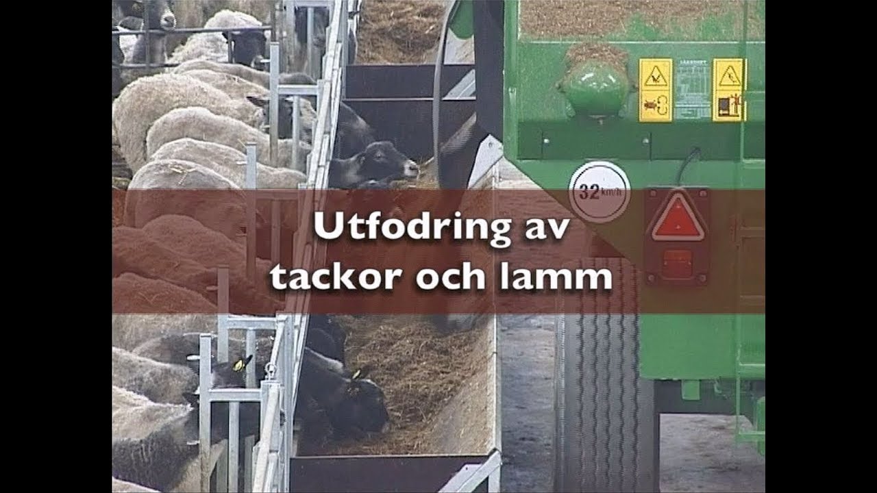 Utfodring av tackor och lamm