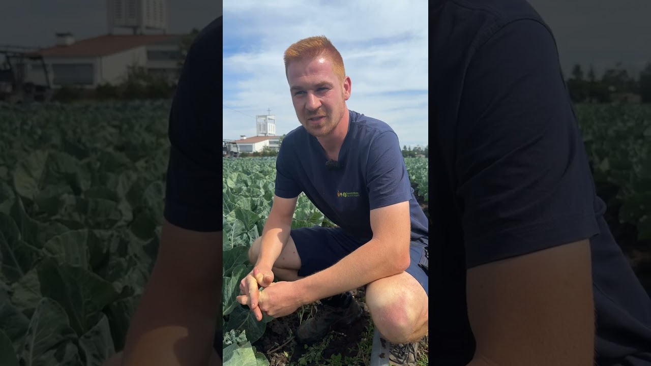 Hitzewelle 🥵 im Gem&uuml;sebau
