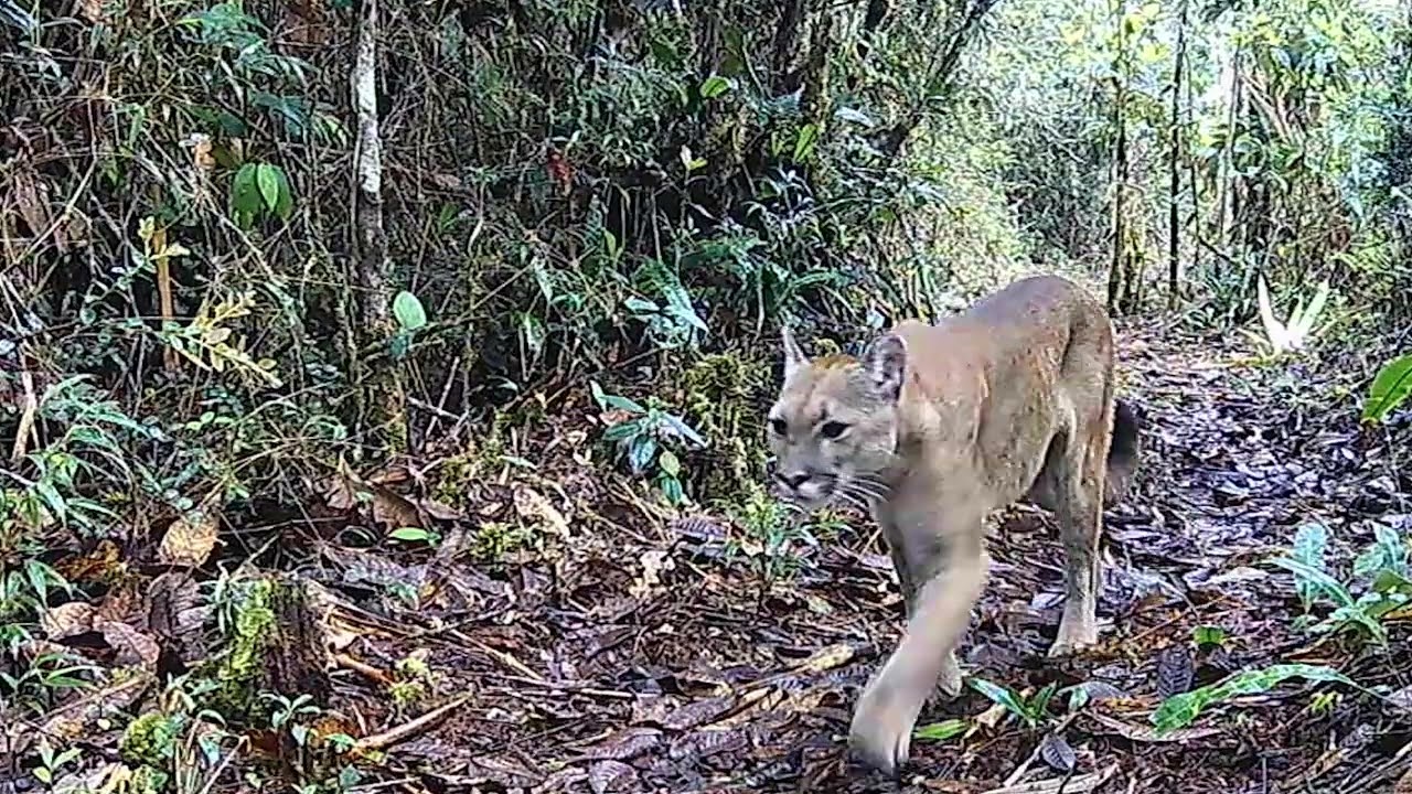 Guanacas, donde renacen el agua, el bosque y la vida