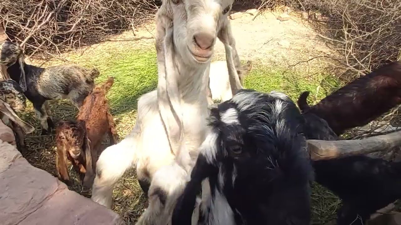 DDP BREED GOAT KIDS FOR SALE