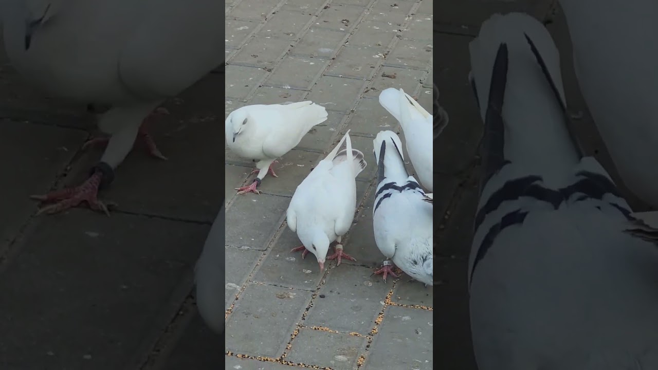 #ratowanie gołębi z ,,Adeno