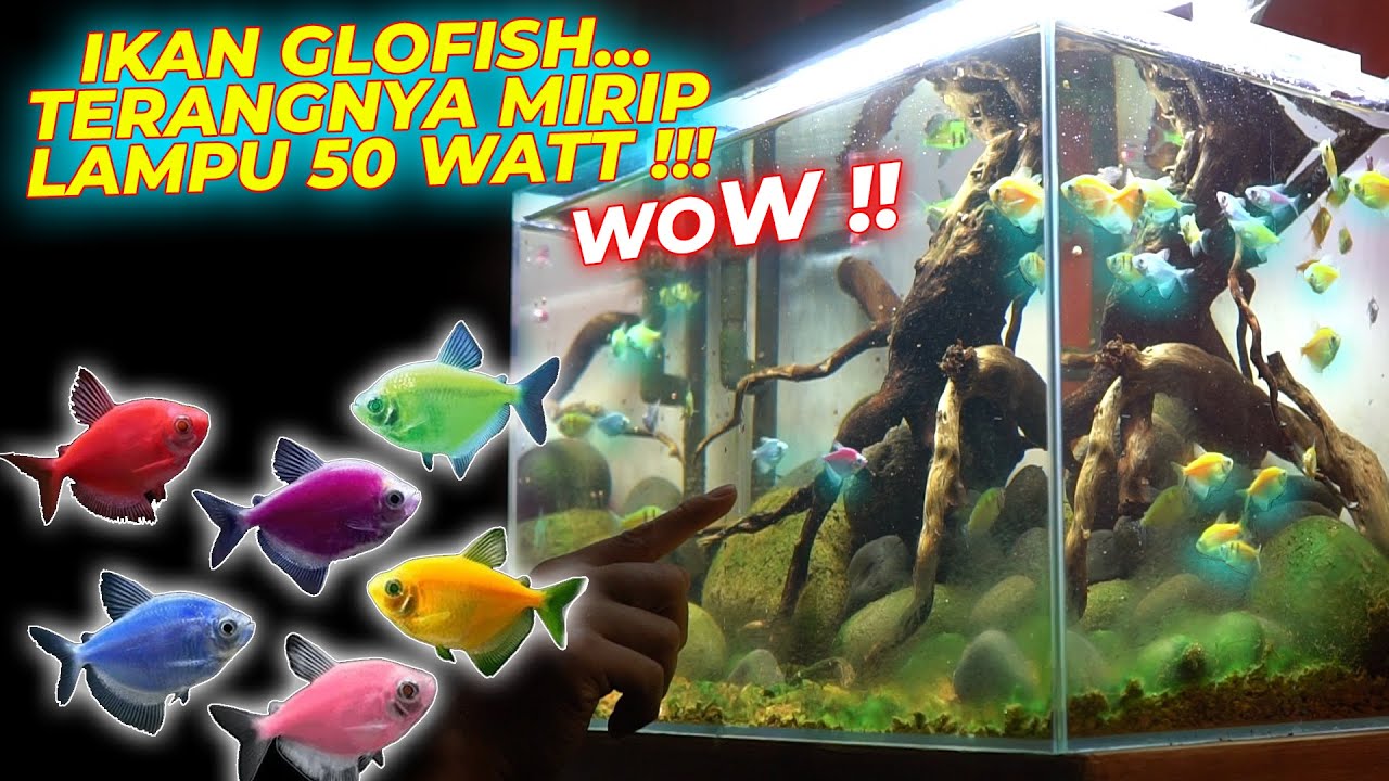 JARANG YANG TAU IKAN GLOFISH INI !!! | ADA JUGA IKAN LELE KAWIN SAMA IKAN EMAS !!! | giveaway winner
