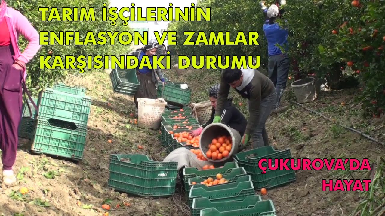 Geçinmek için aile boyu çalışan tarım işçileri enflasyon karşısında ne durumda? | Çukurova'da Hayat
