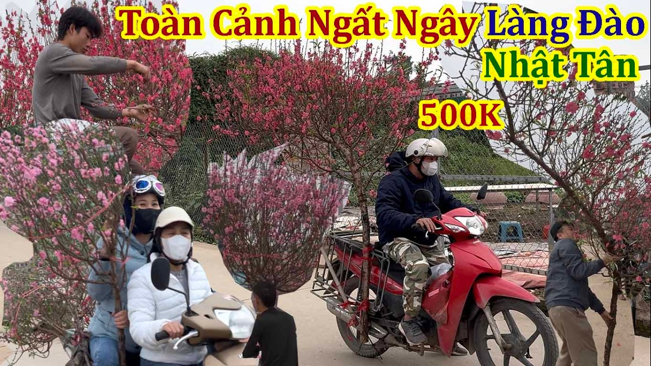 Tết Hà nội 2026 - Toàn Cảnh Ngất Ngây Làng Đào Nhật Tân Những Ngày Cận Tết