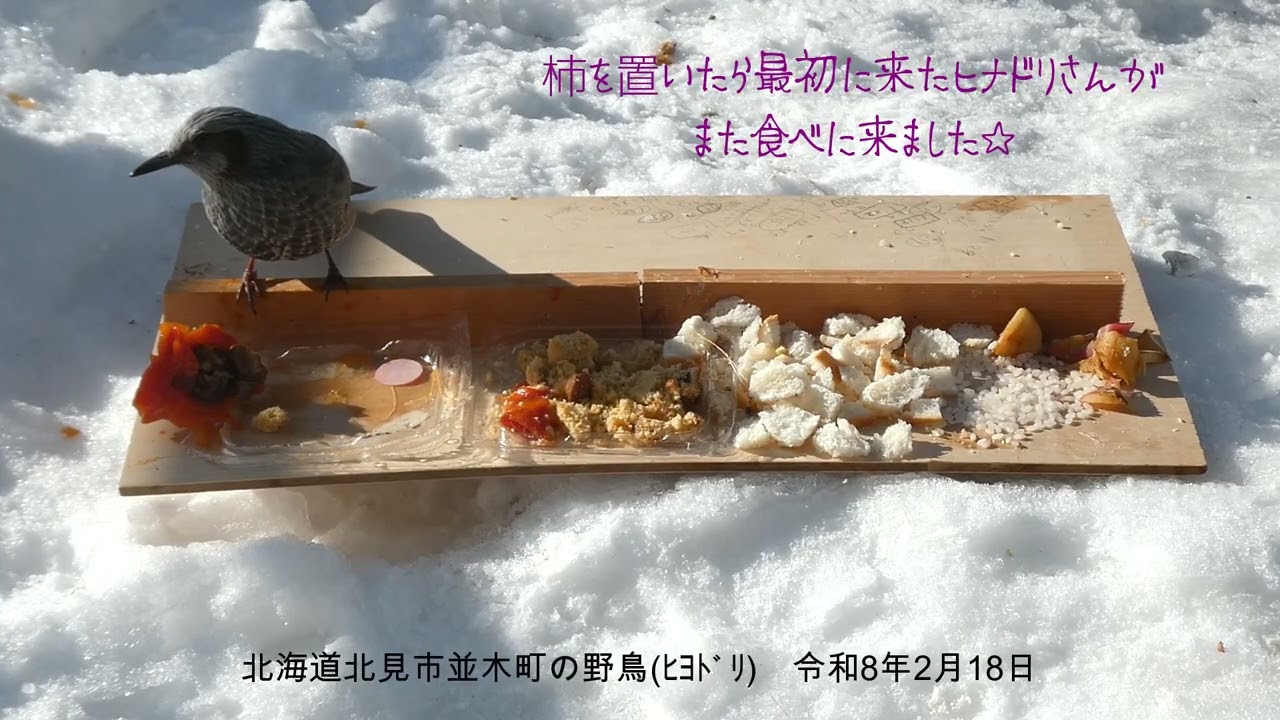 山本８９歳・北見市並木町の野鳥　令和８年２月１８日