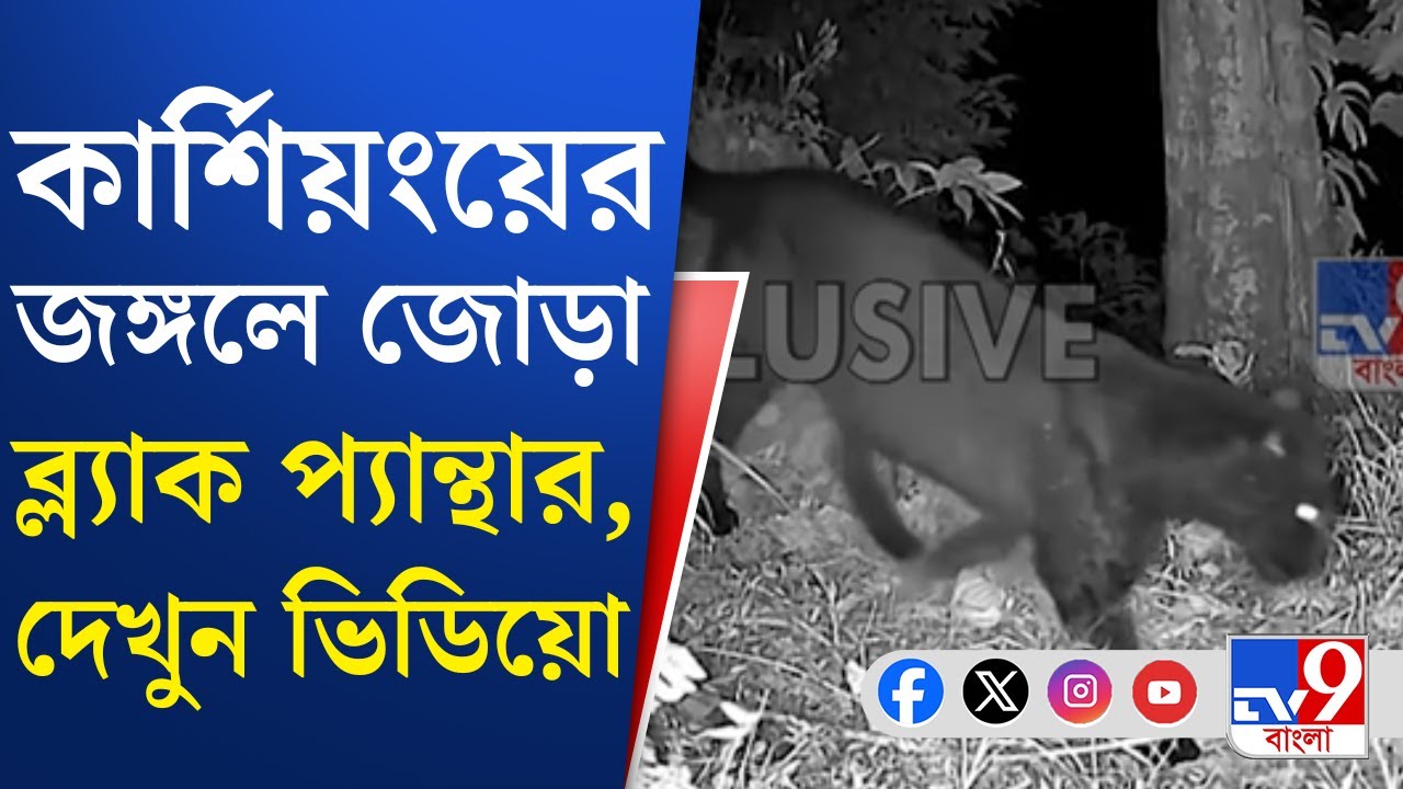 Kurseong Black Panther: কার্শিয়ংয়ে বন দফতরের ট্র‍্যাপ ক্যামেরায় ধরা পড়ল ছবি | TV9 Bangla