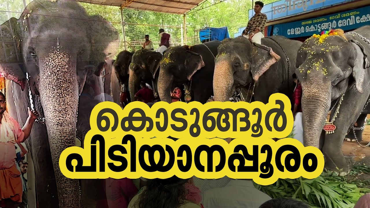 പിടിയാനകൾക്ക് മാത്രമായൊരു പൂരം | Kodungoor Pooram