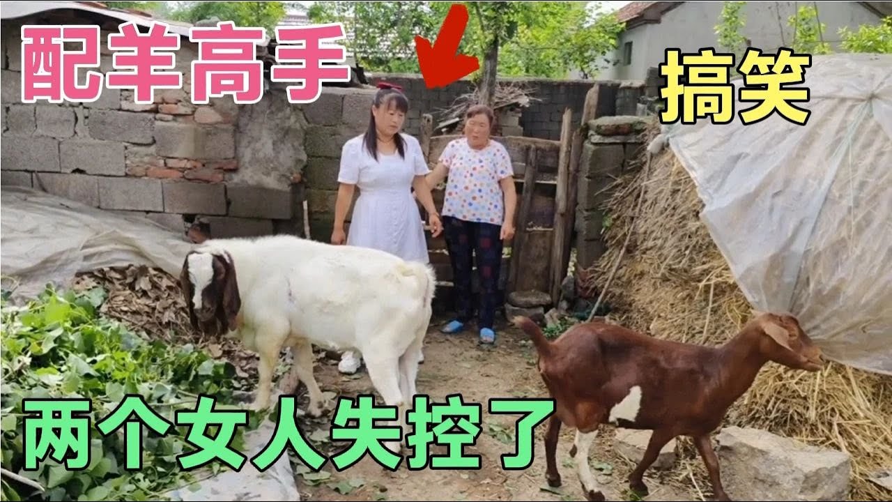 村妇一大早就带公羊来配种，真是逮羊高手，两个女人对话让人脸红