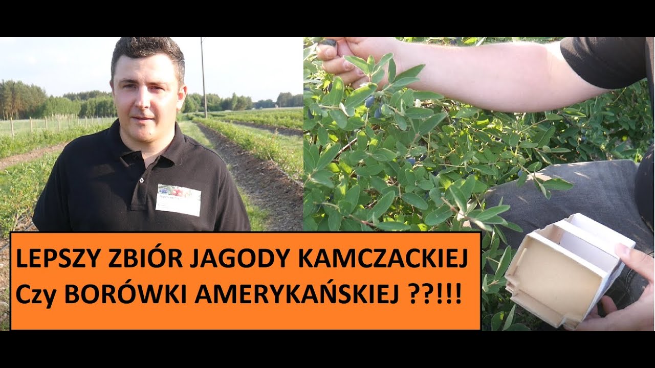 Gdzie Lepszy zbiór ? Jagoda Kamczacka Czy Borówka Amerykańska ?!