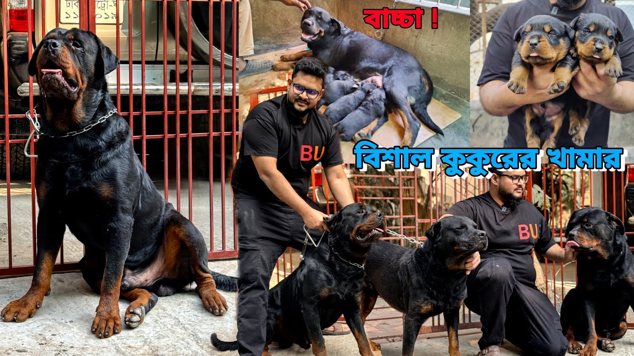 Best Rottweiler Farm In Bangladesh | বিশাল বড় কুকুরের খামার_Dog Kennel in Bangladesh