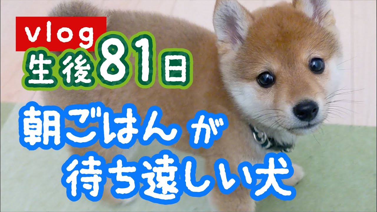 【生後81日】朝ごはんが待ち遠しい犬【豆柴】- Shiba Inu puppy waiting for breakfast