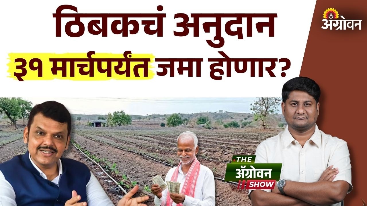 Drip Subsidy :  राज्यातील एक शेतकऱ्यांचे ठिबक अनुदान होणार जमा; शासन निर्णय जारी| Agrowon