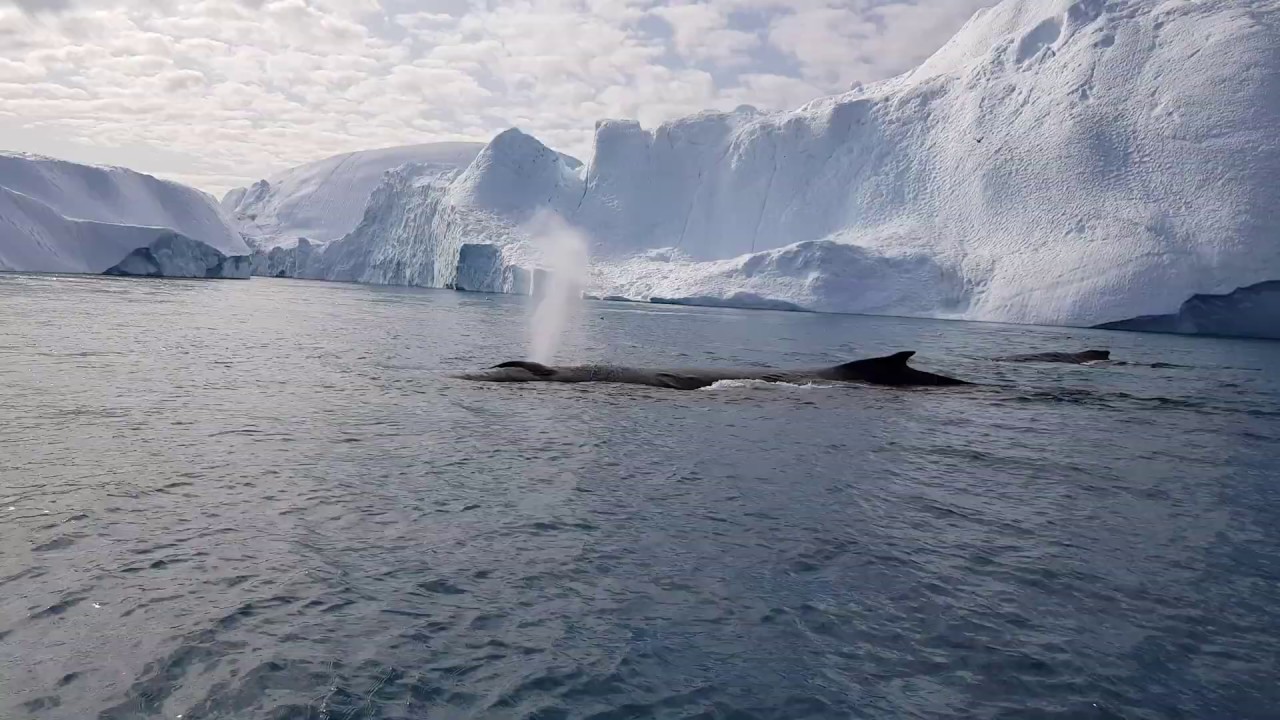 Whale watching in Ilulissat, Greenland.