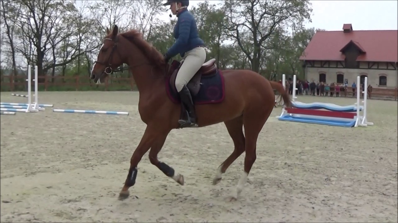 Szkoła Jeździecka- Trening skokowy młodego konia cz II - Praca w galopie, nauka zmiany nogi