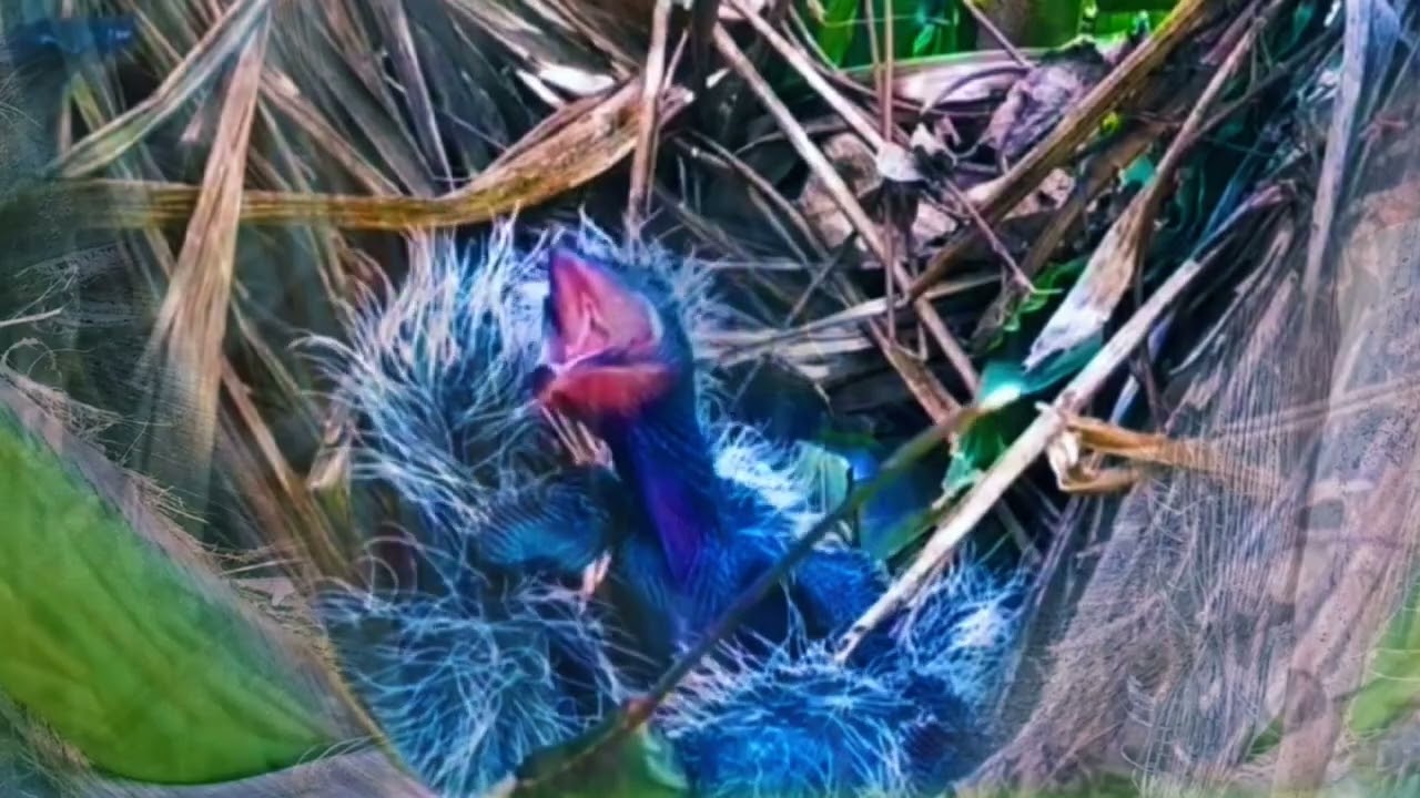 BAYI BURUNG BUT BUT INI MENDAPATKAN TAMPARAN KERAS DARI INDUKNYA