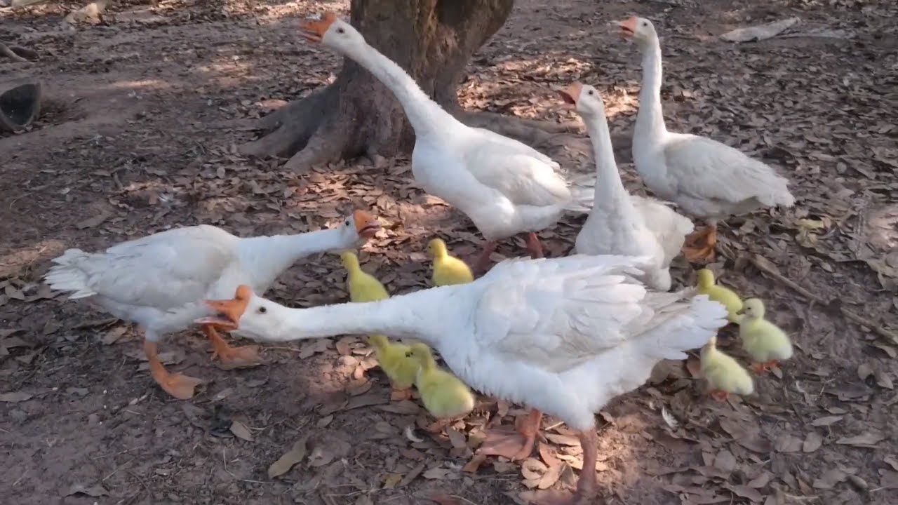 Baby Goose Hatching in Nest | Angry Parent Goose Defends