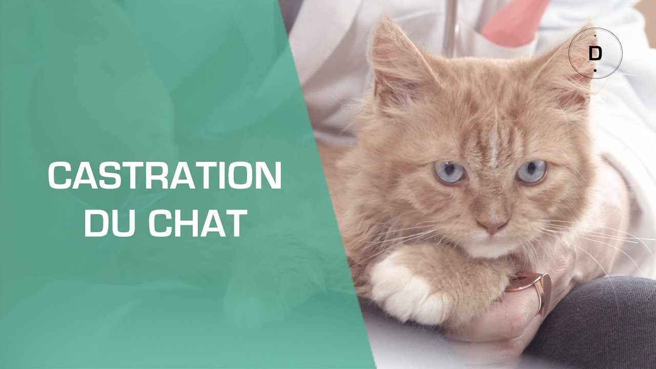 La castration du chat  - Animaux