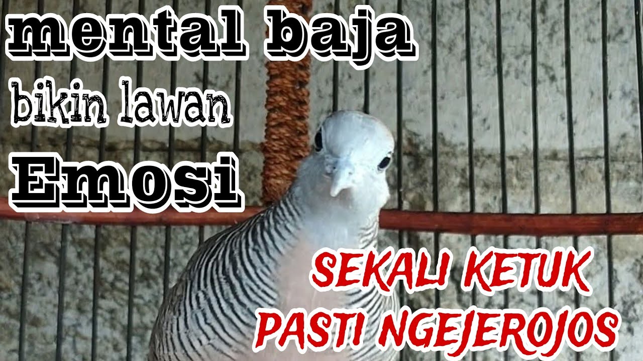 Perkutut lokal gacor mental baja bikin lawan emosi sekli ketuk pasti ngejerojos 