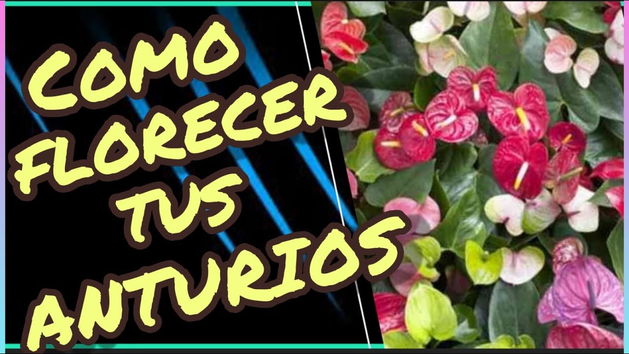 COMÓ HACER FLORERCER TUS ANTURIOS/PRESENTO MI COLECCIÓN/Jardines MEYIPS