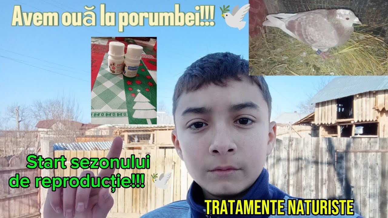 Primul Videoclip pe 2026‼️Am dat start reproducției la porumbei 🕊️‼️
