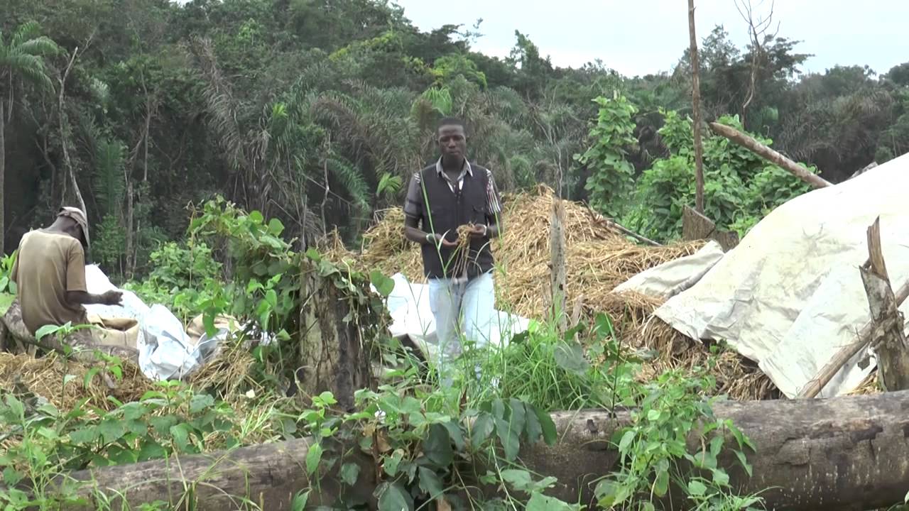 Liberia Vice President Farms