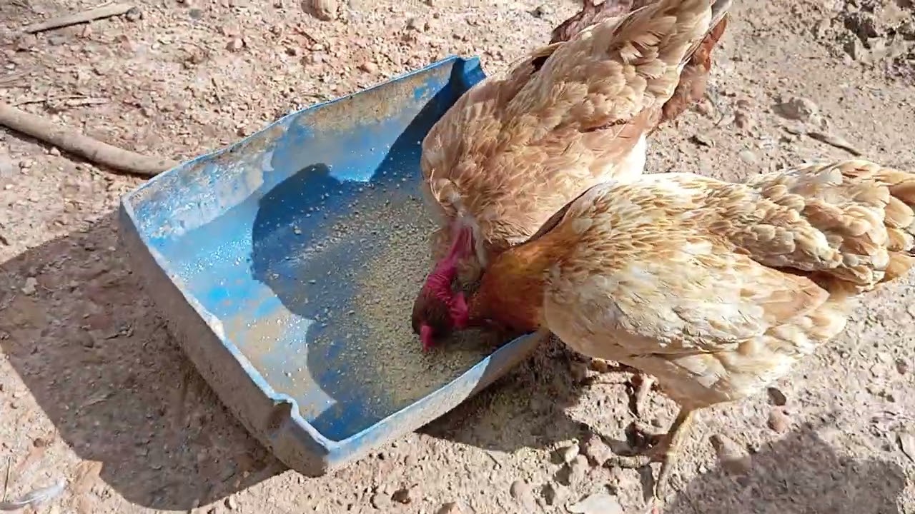 Tratando das galinhas após a chegada do Sítio 