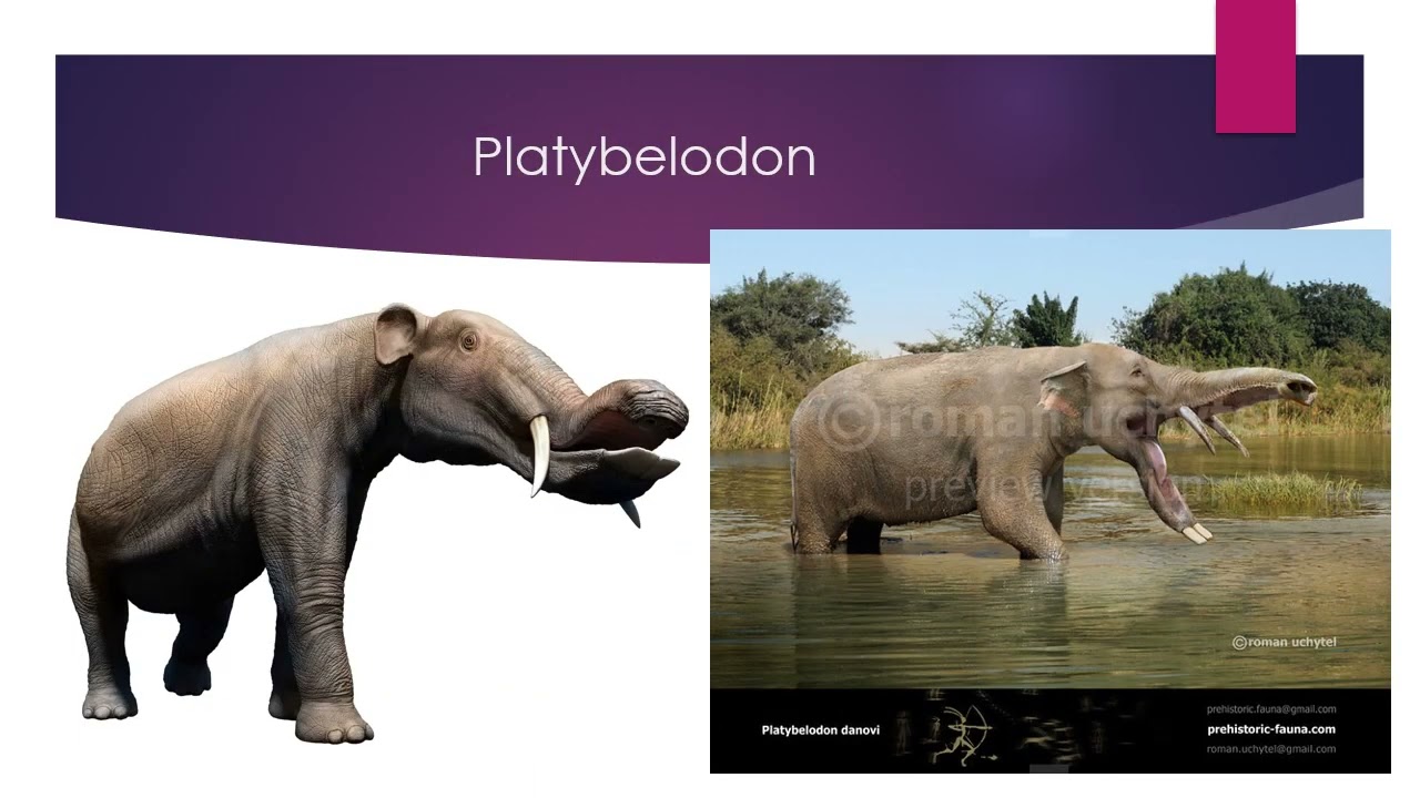 101 CENOZOIC ANIMALS