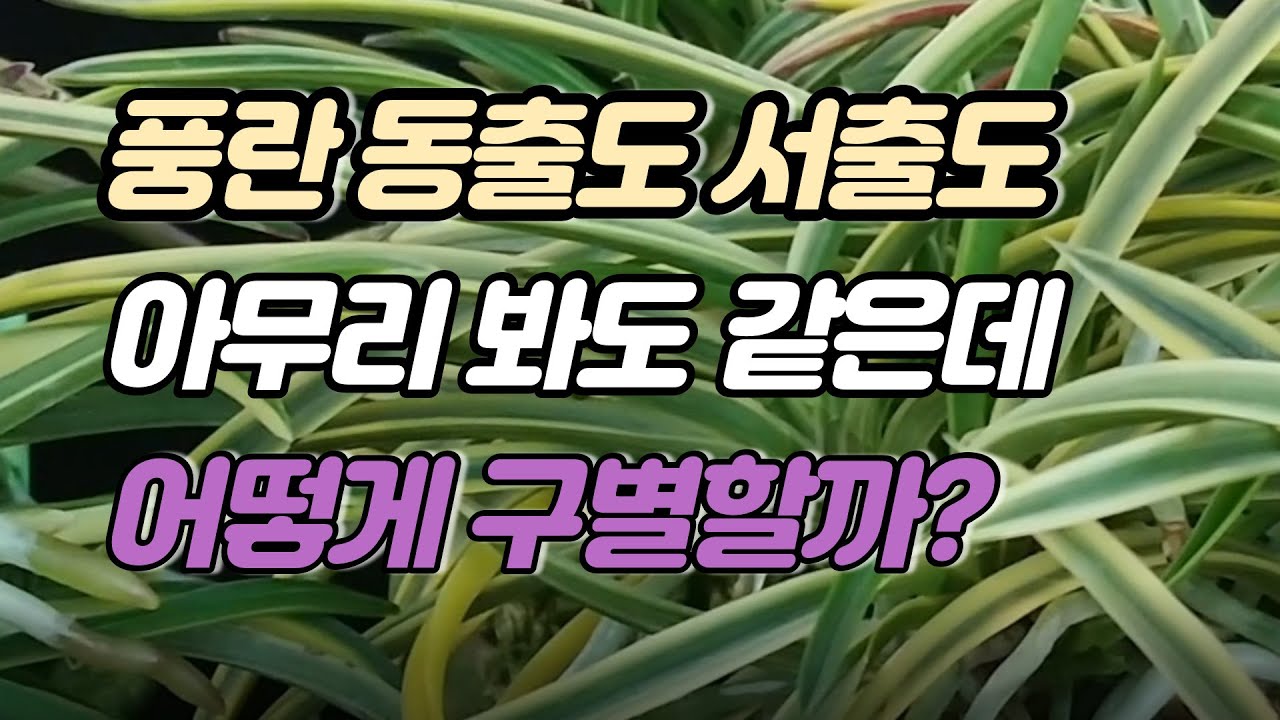 부귀란(풍란) 동출도 서출도 구별법