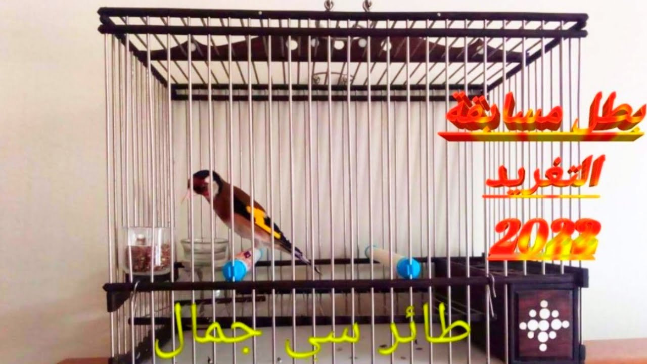 تغريدة حسون ويداني مغربي للاخ جمال من مدينة الدار البيضاء الفائر بالرتبة الأولى