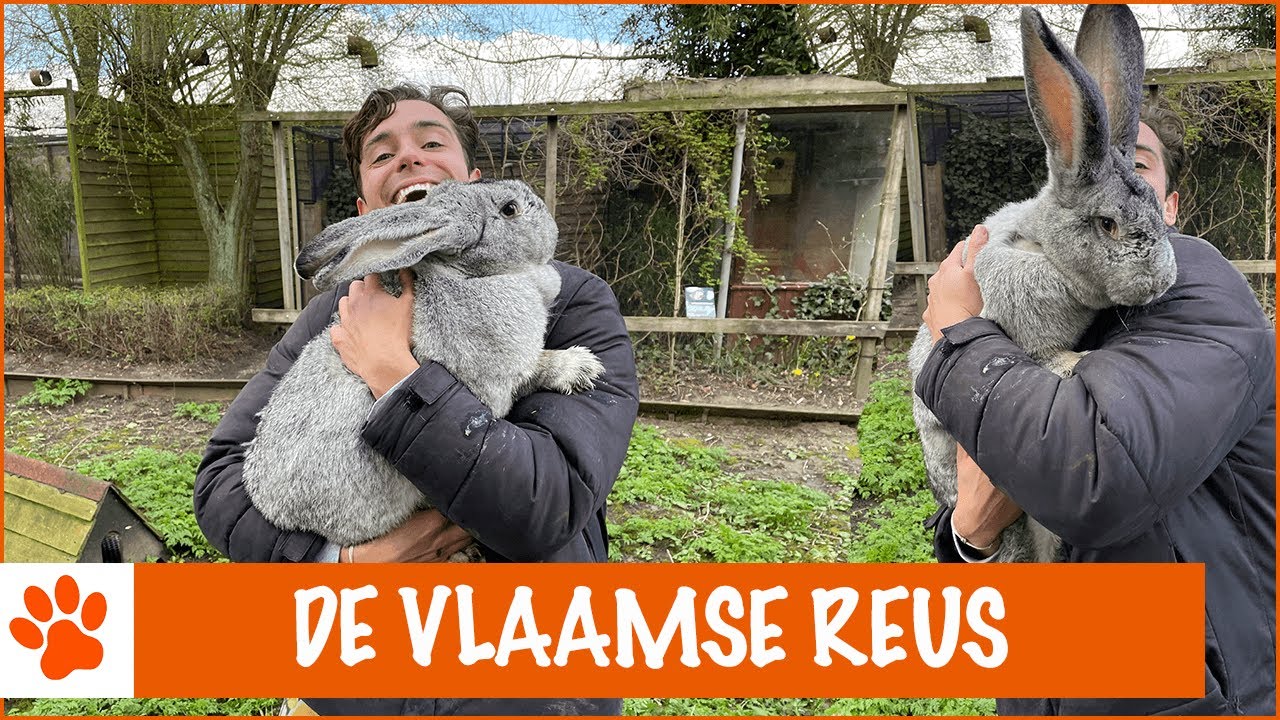 Dit is niet zomaar een konijn!!! | DierenpraatTV