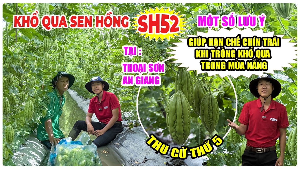 KHỔ QUA SEN HỒNG SH52 TẠI THOẠI SƠN AN GIANG, MỘT SỐ LƯU Ý GIÚP HẠN CHẾ CHÍN TRÁI TRÊN CÂY KHỔ QUA