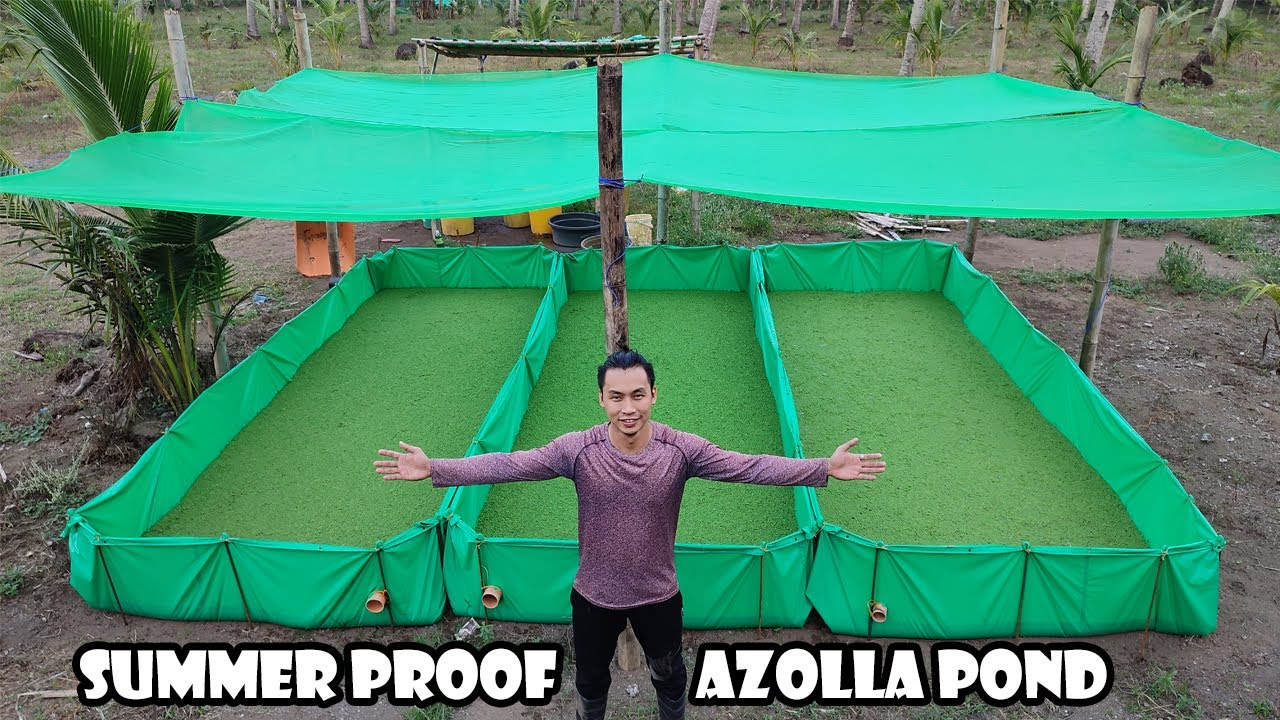 Iwasan Mamatay ang Azolla Pond sa Sobra Init
