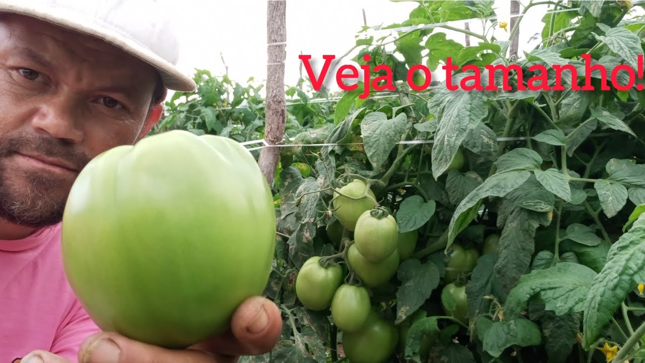 tomate com 50 dias de plantio.