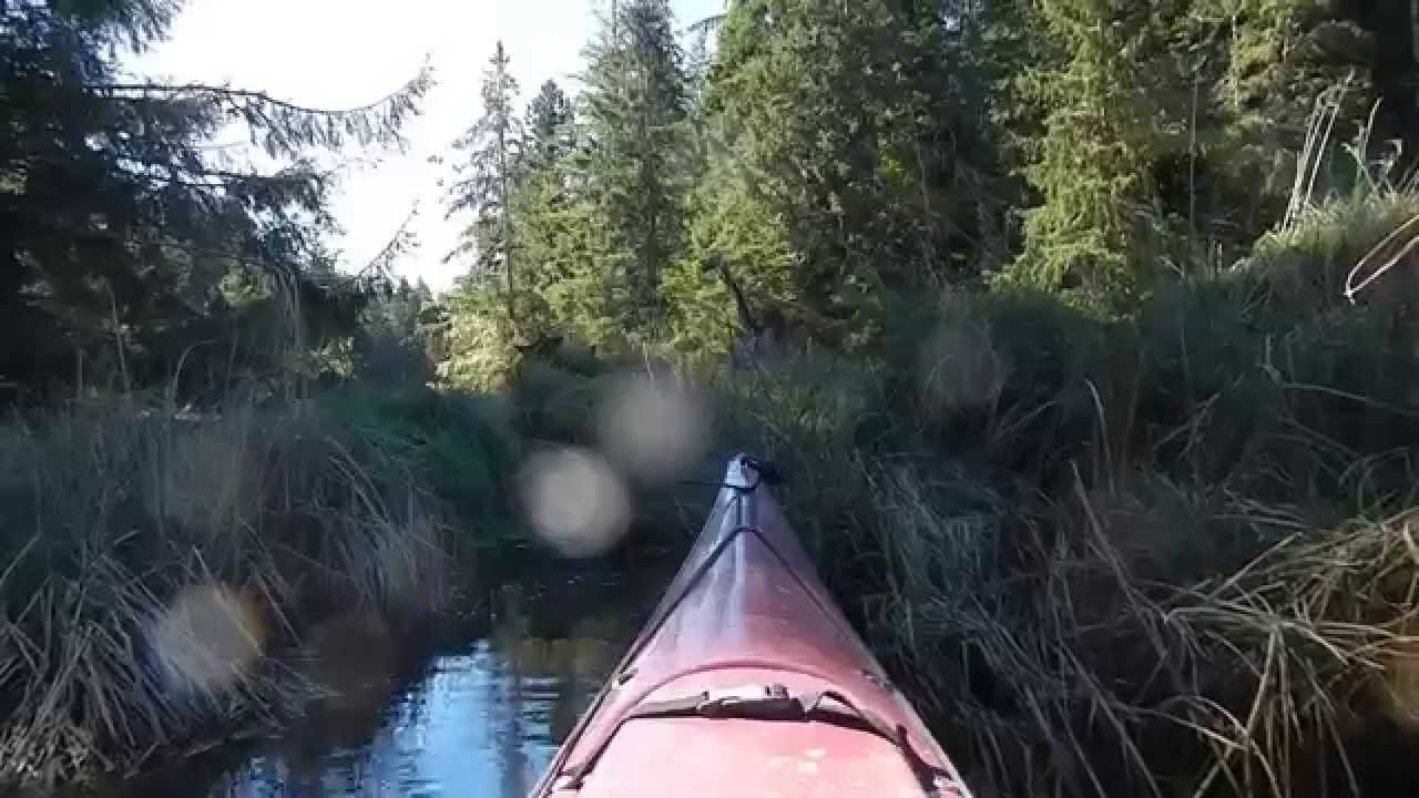 Kayaking Willapa Bay : Baldwin Slough, Long Island