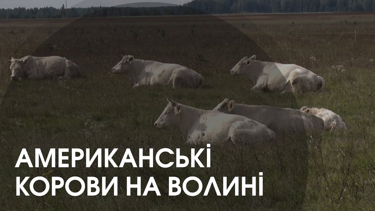На Волині вирощують американських, французьких та англійських корів
