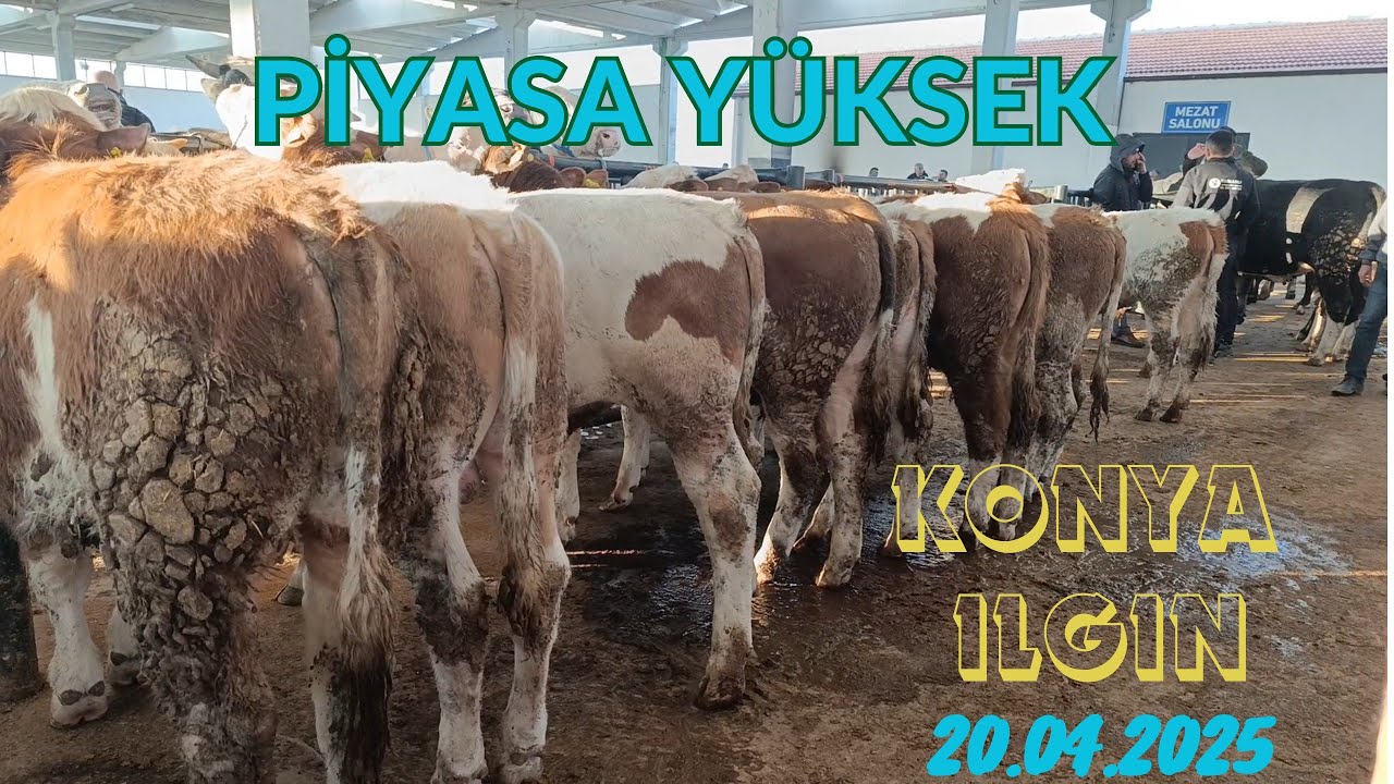 KONYA ILGIN CANLI HAYVAN PAZARI 20 NİSAN KURBAN PAZARI