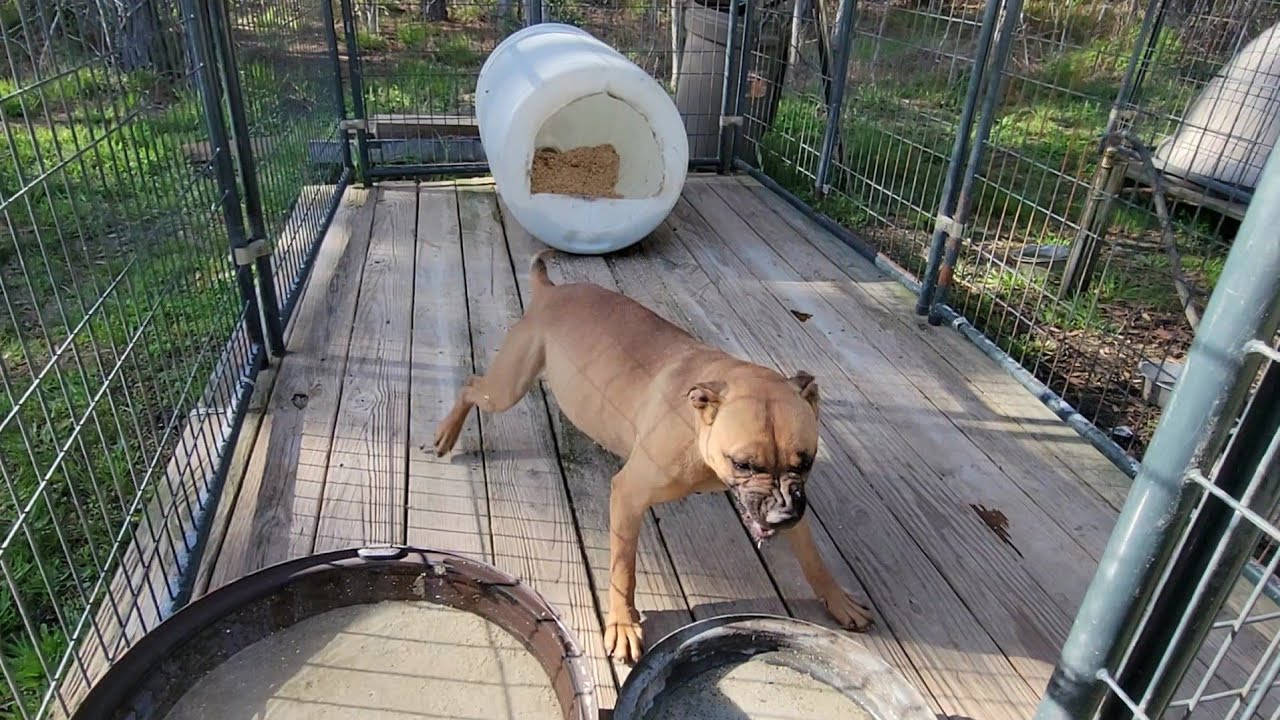 THOMPSON'S KENNEL 2 TEARS IN A BUCKET