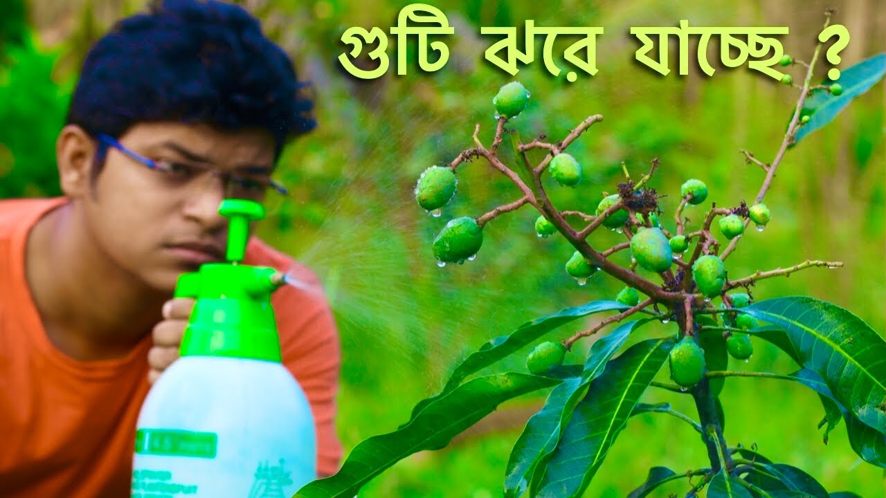 আমের গুটি আর ঝরবে না | আমের গুটির যত্ন পরিচর্যা | Mango fruit drop control