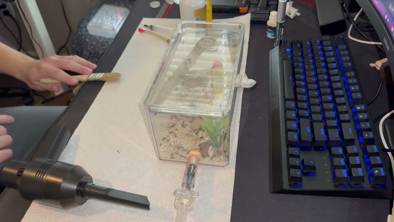 My thoughts on a hand vac for ants