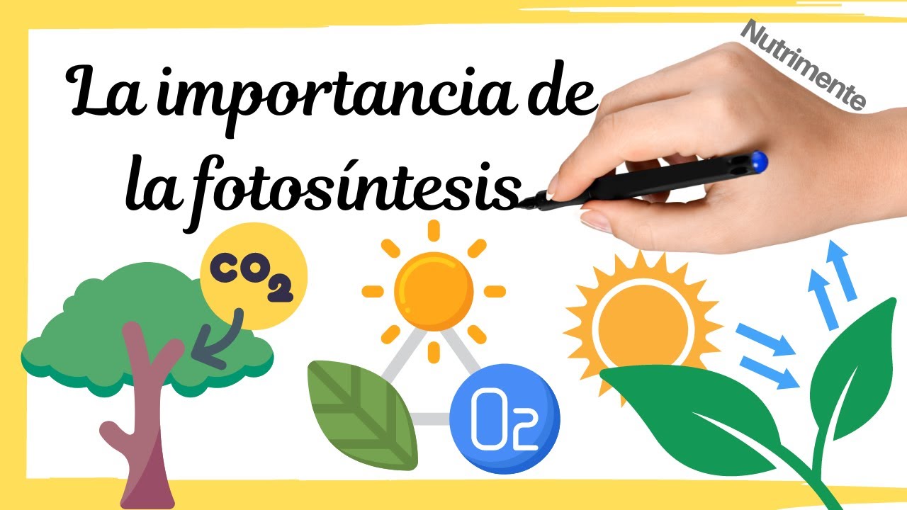 La IMPORTANCIA de la FOTOSÍNTESIS para la vida en la Tierra