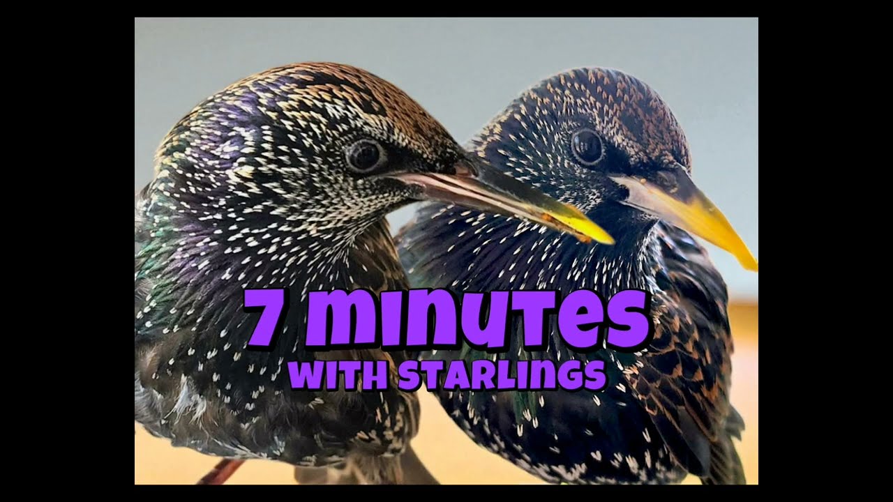 Today's Clips of Onyx & Omelette Talking, Eating, Splashing, Flying & Being ADORABLE!