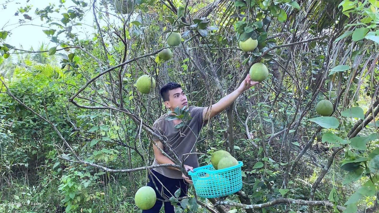 Harvest the grapefruit and plow the land to plant vegetables in the garden | Long Ca Farm