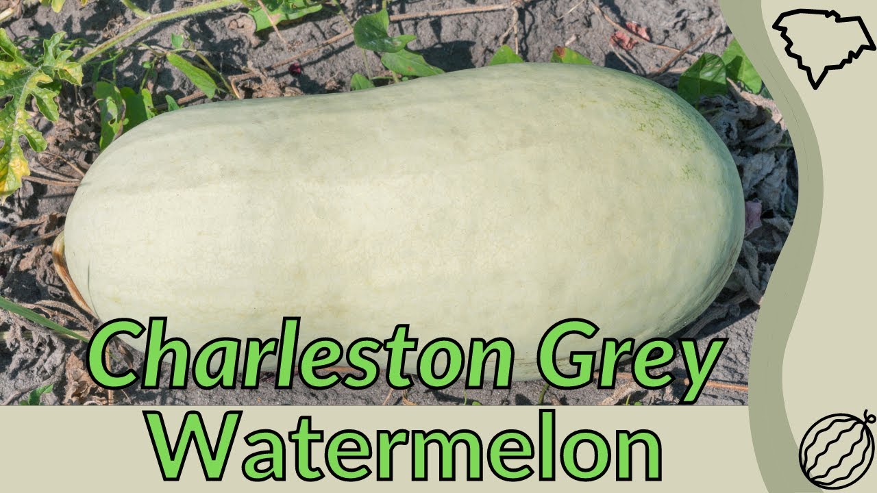 CHARLESTON GREY WATERMELON Information and Growing Tips! (Citrullus lanatus) 🍉🍉🍉