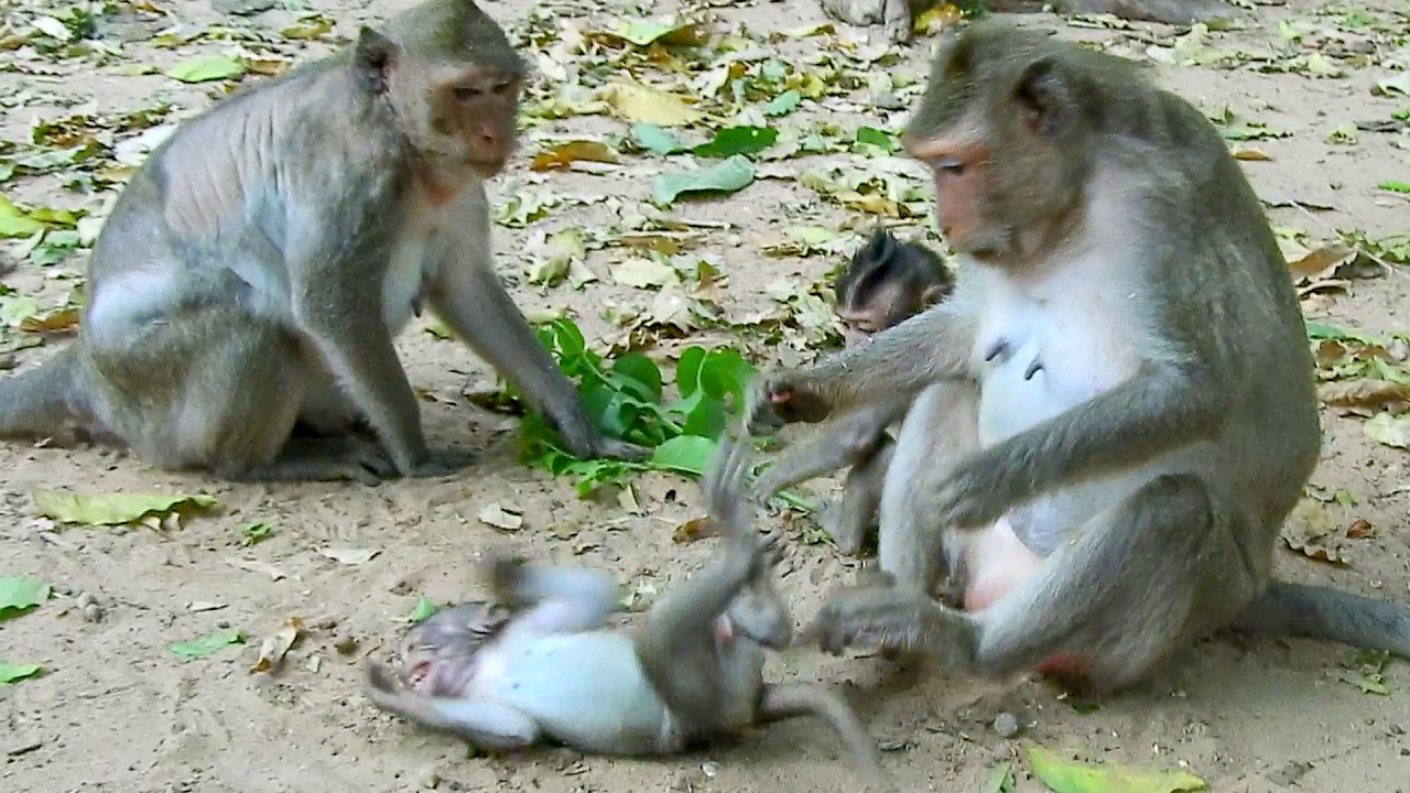 What wrong happening.. Little JIVA slept on ground up str-uggling to call mom JAZZY doesn`t take her