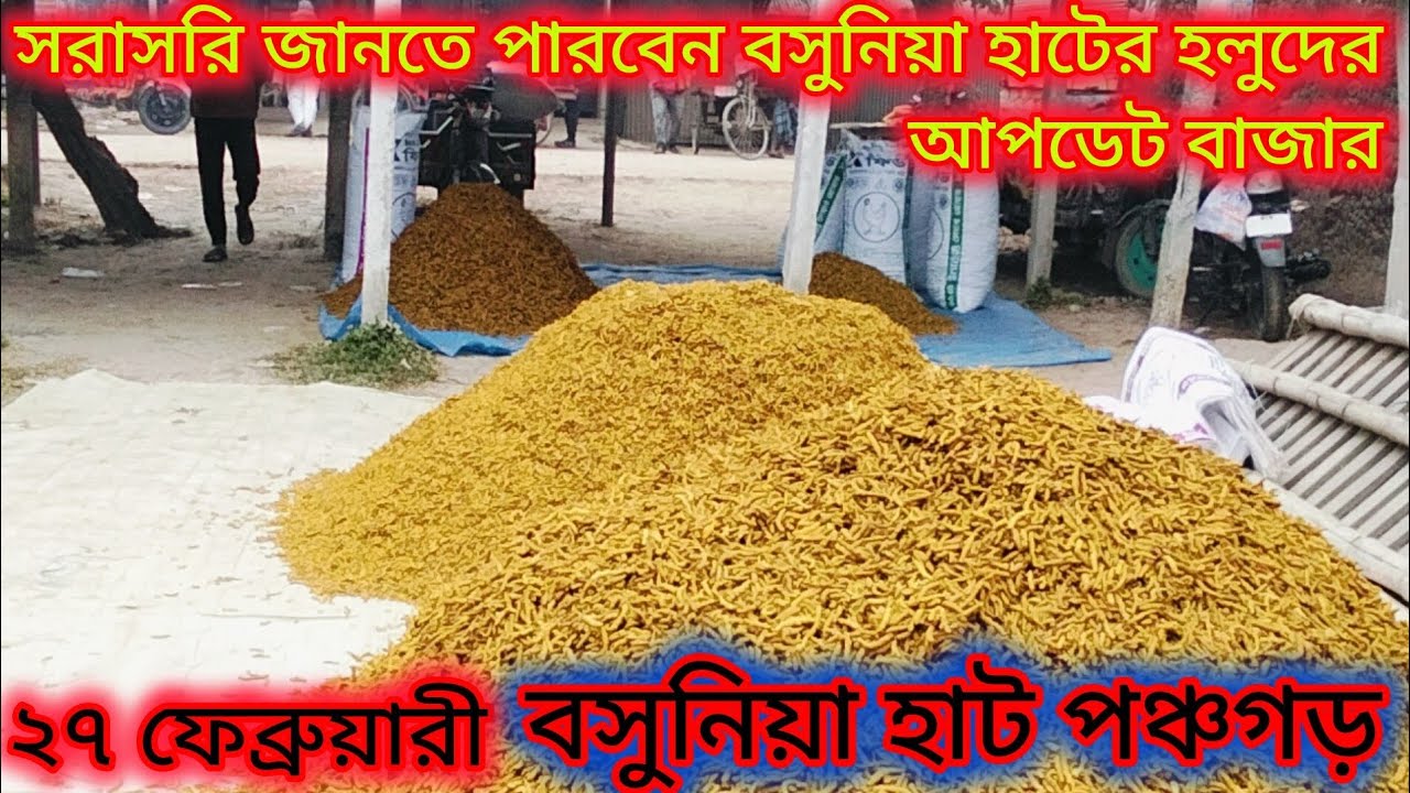 পানির দামে বিক্রি হচ্ছে পঞ্চগড়ের শুকনো হলুদ! 