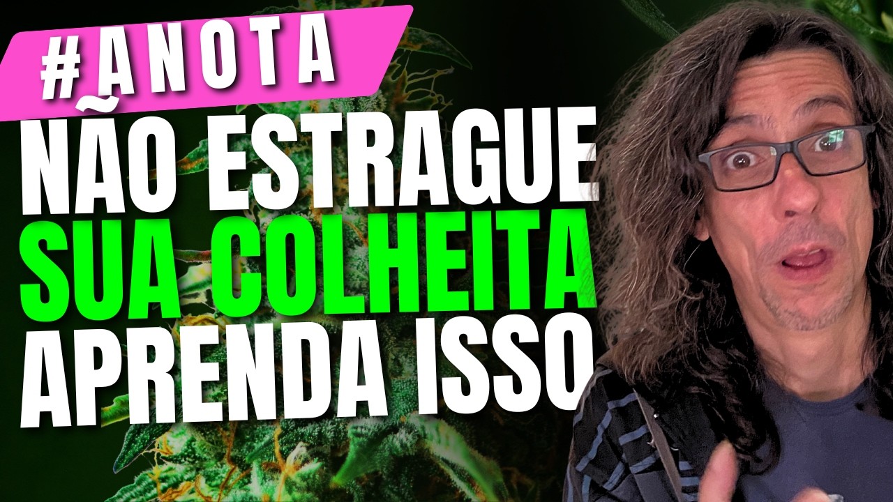 COMO EVITAR OS ERROS NA HORA DA COLHEITA? NINGU&Eacute;M ENSINA ISSO!